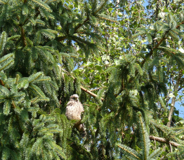 Fl&uuml;gel&uuml;bungen