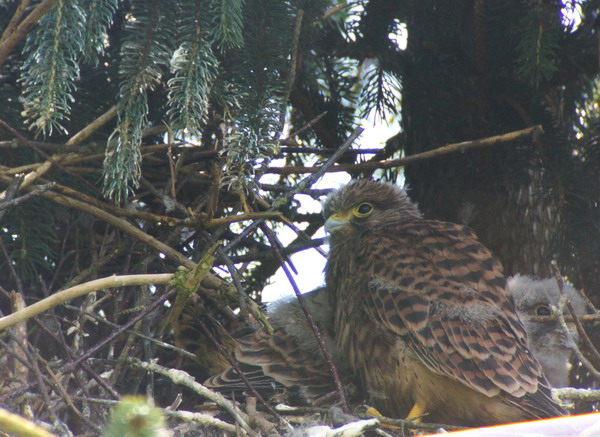 Junge im Nest
