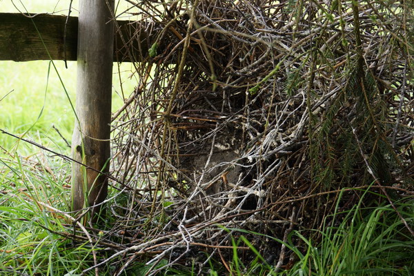 Abgest&uuml;tztes Nest