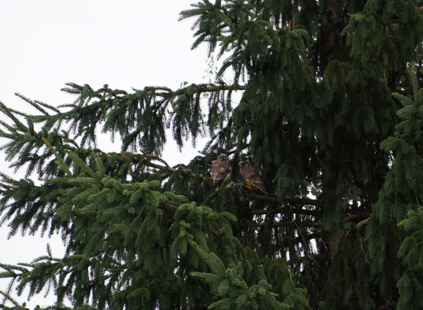 Nest Kopf eines Jungen