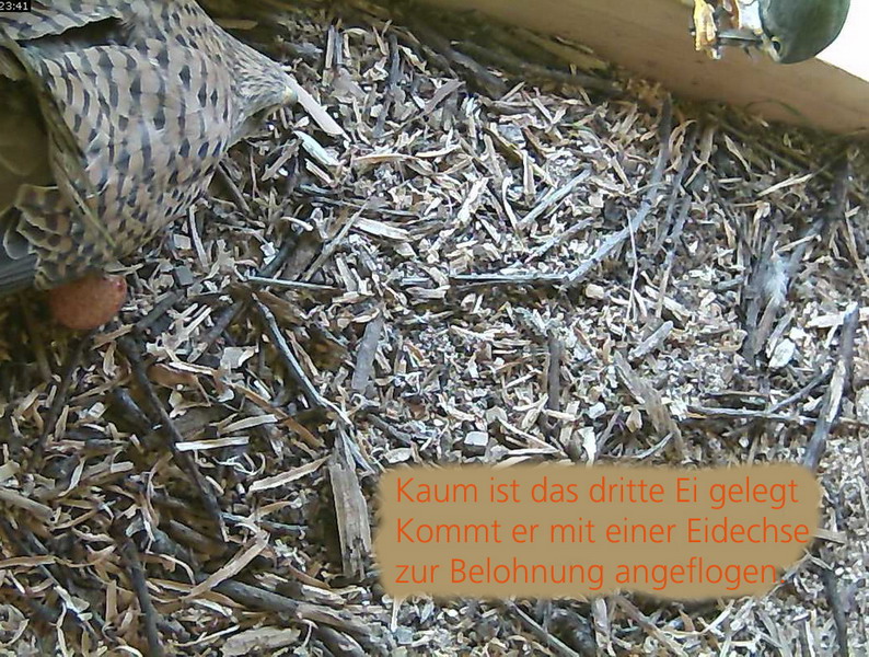 Das dritte Ei