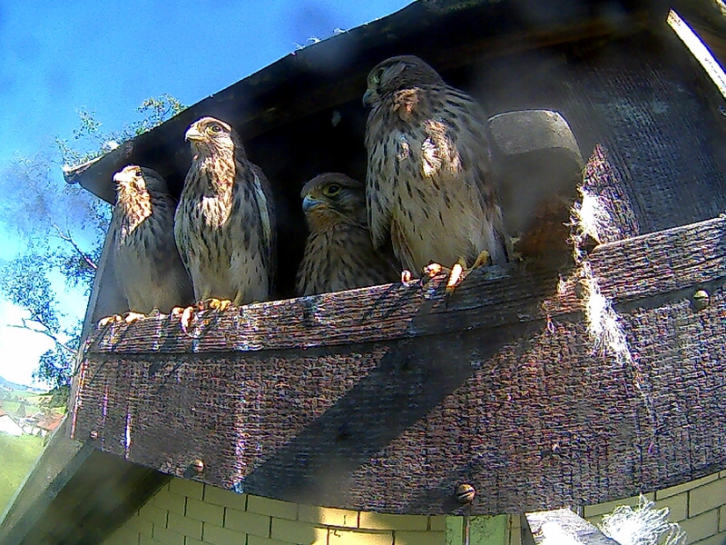 Ein fremdes Weibchen am Falkenkasten