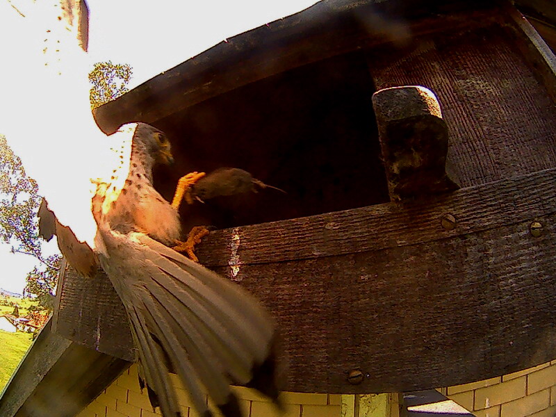 Das F�ttern der Jungen