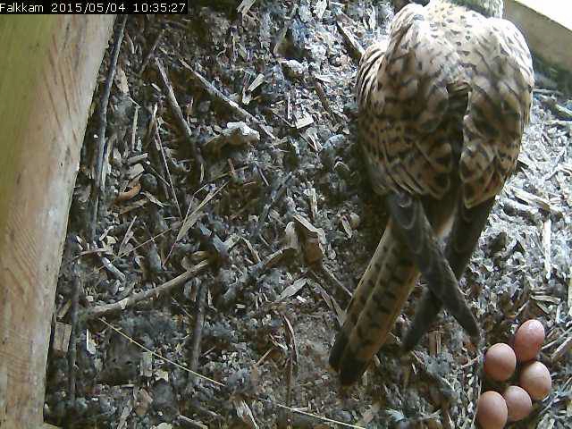 Das F�nfte kommt am 4.Mai