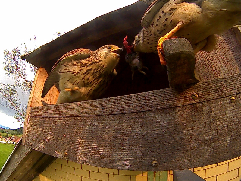 Das F�ttern der Jungen