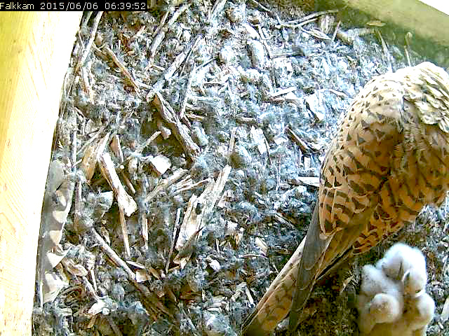 Die Jungen im Kasten