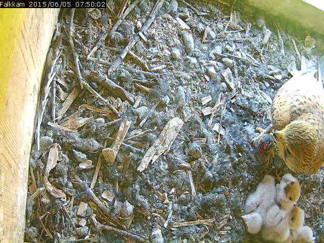 Weibchen und die Jungen