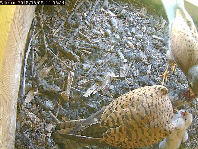 M�nnchen, Weibchen und die Jungen