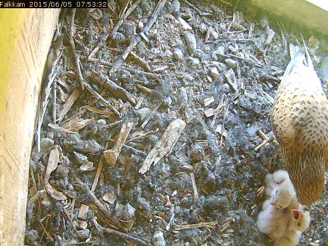 Mutter und die Jungen im Kasten