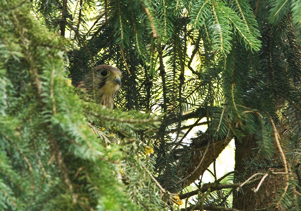 Ein junges auf der Tanne