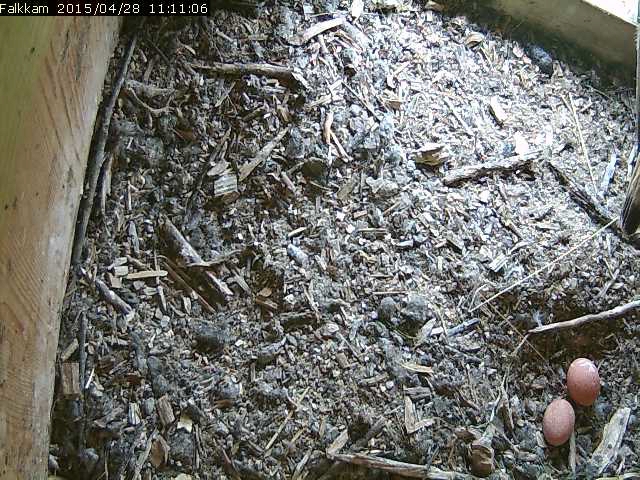 Zweites Ei am 28-4-2015