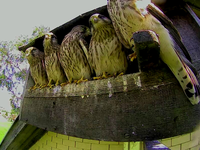 Das Erste ist geschl�pft