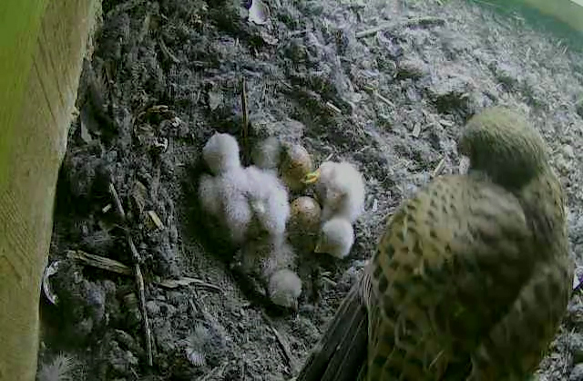 Das Dritte und Vierte ist geschl�pft