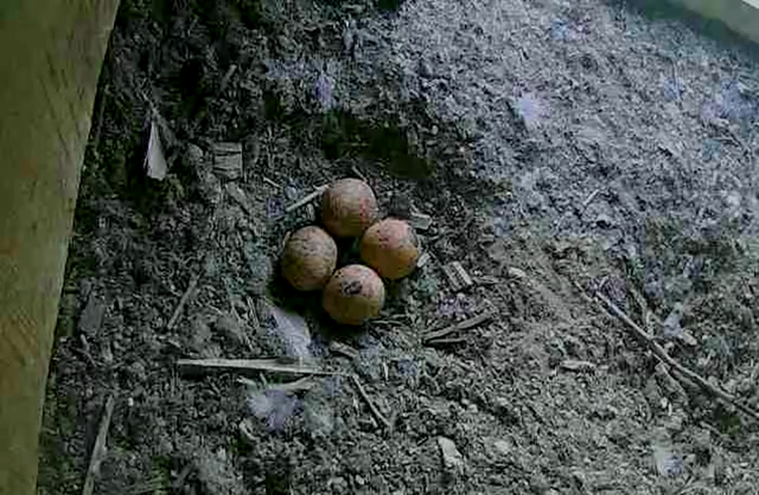 Das vierte Ei ist da