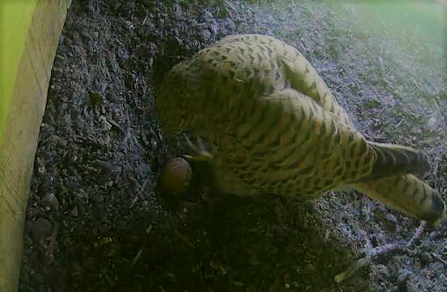 Das erste Ei mit Weibchen