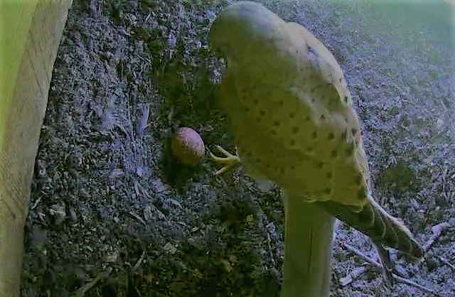 Das erste Ei mit M�nnchen