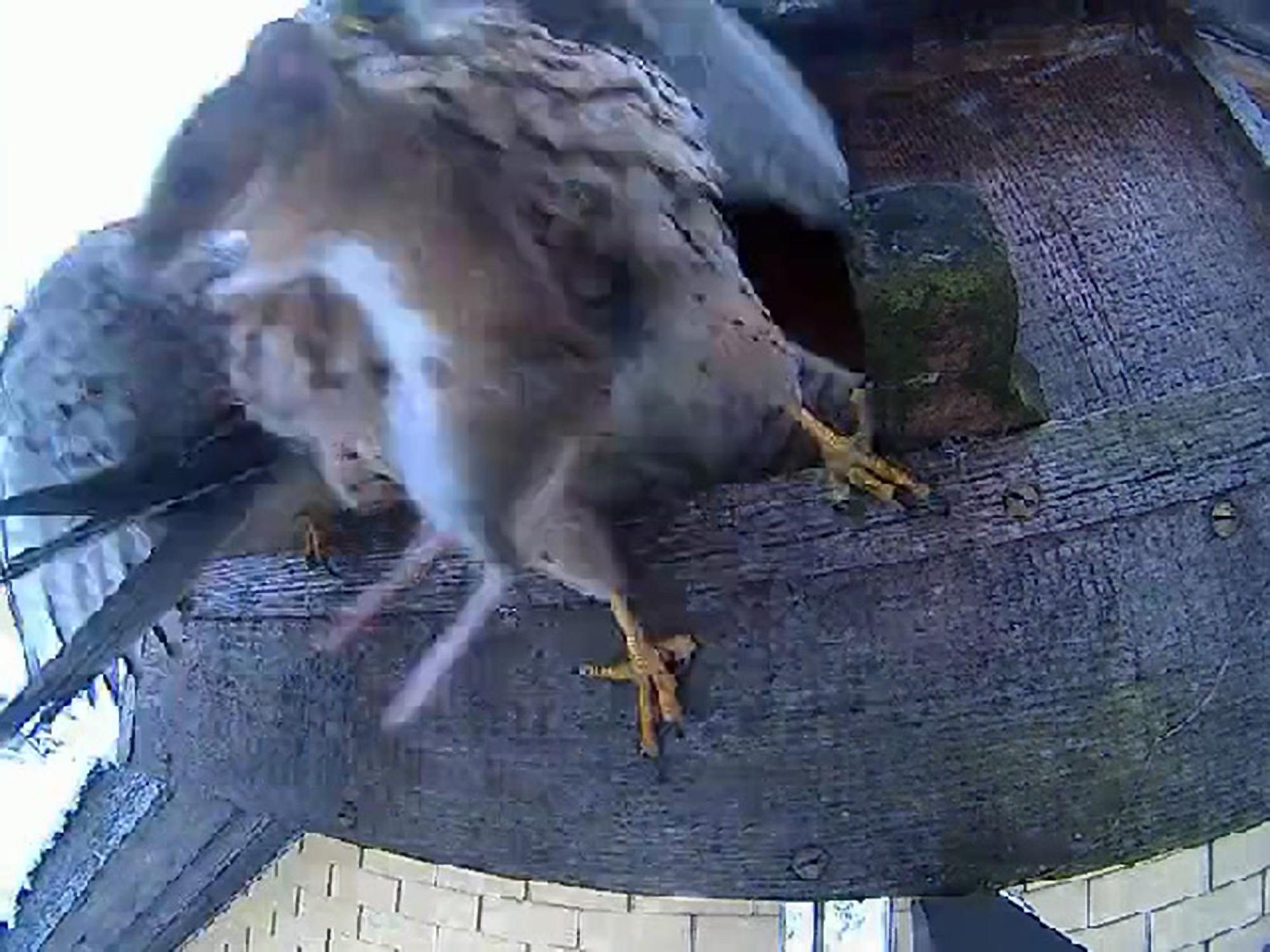 Falken beim Br�ten