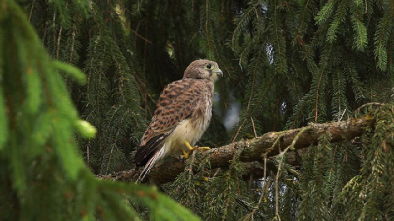 Da schl�pft das Zweite K�cken