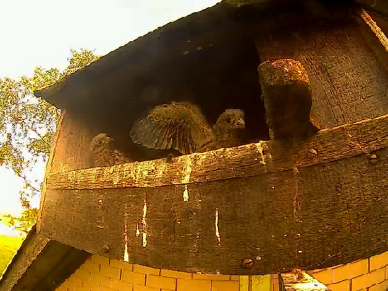 Das vierte Ei ist da