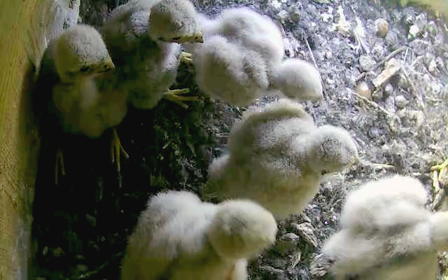 Sechs Jungf�gel-Kamera reinigen