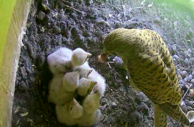 Sechs Jungfalken beim F�ttern