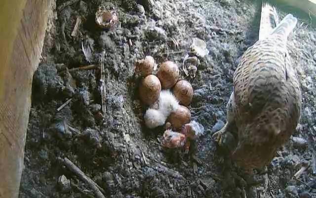 Da schl�pft das Zweite K�cken