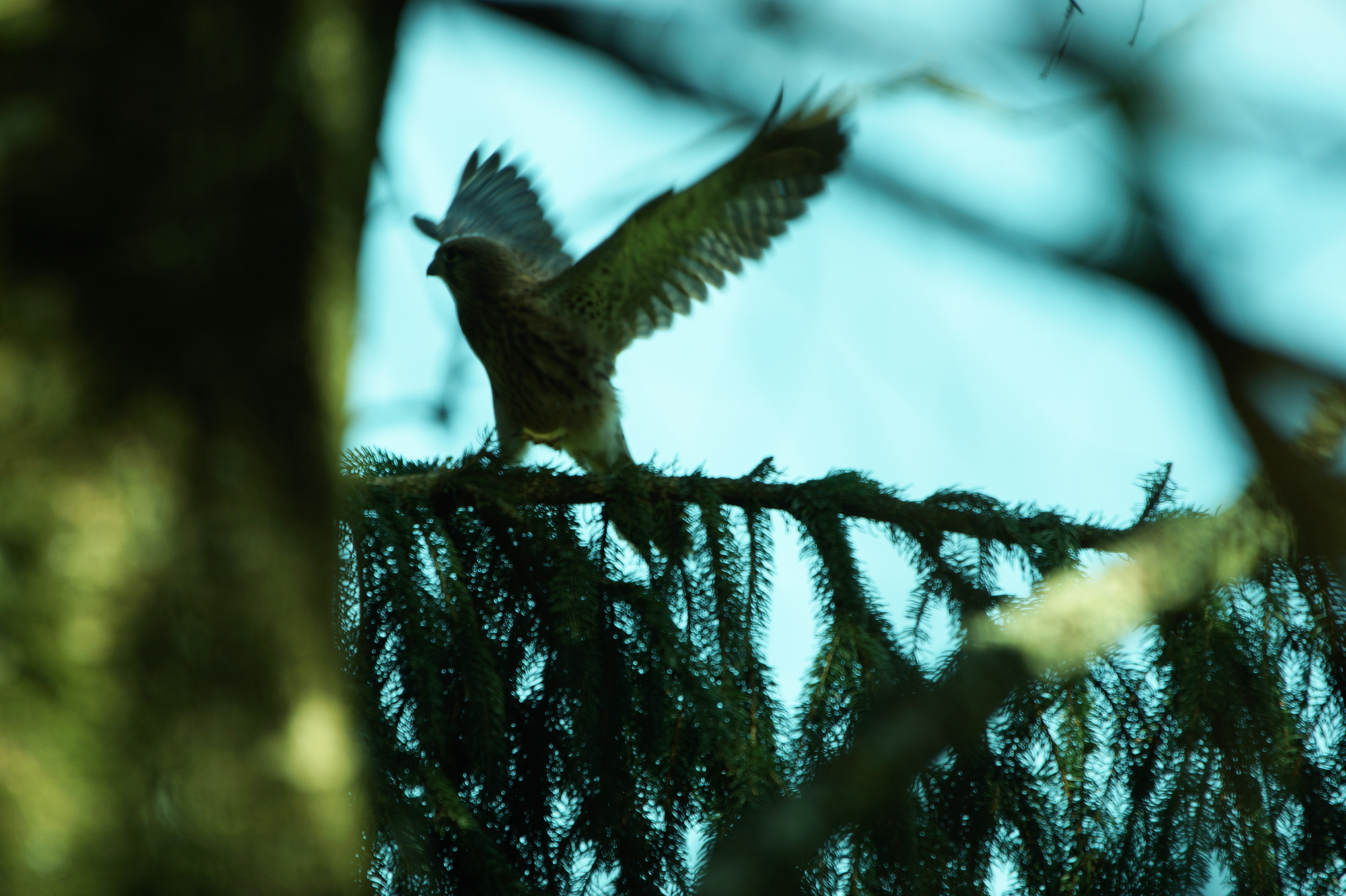 Der erste Ausflug der Jungfalken