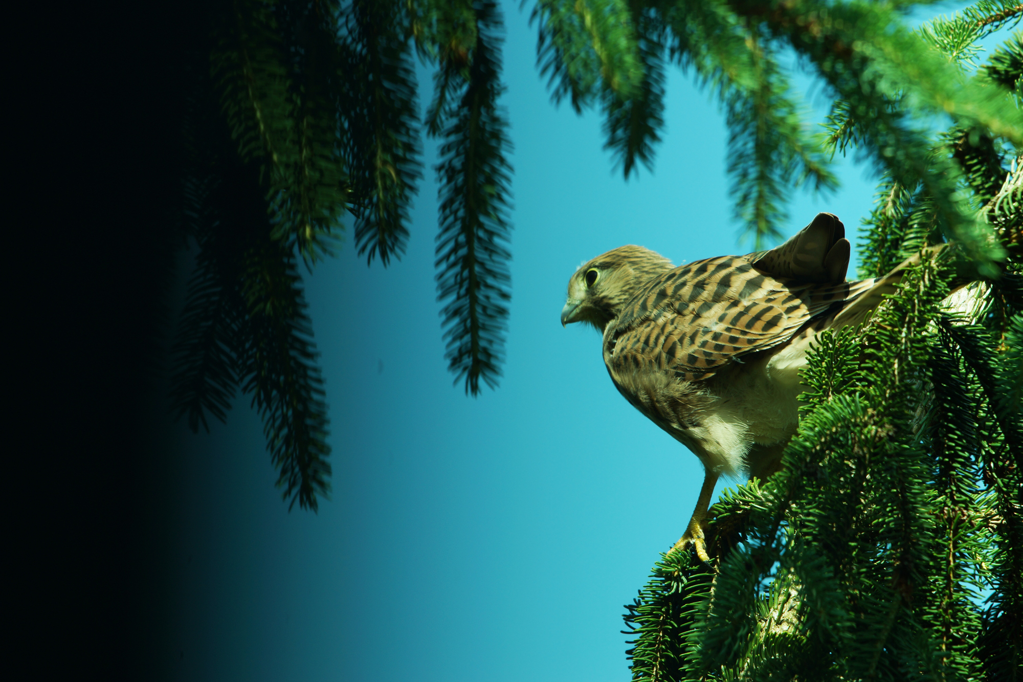 Der erste Ausflug der Jungfalken