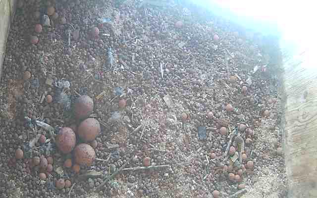 Das Vierte Ei ist da.