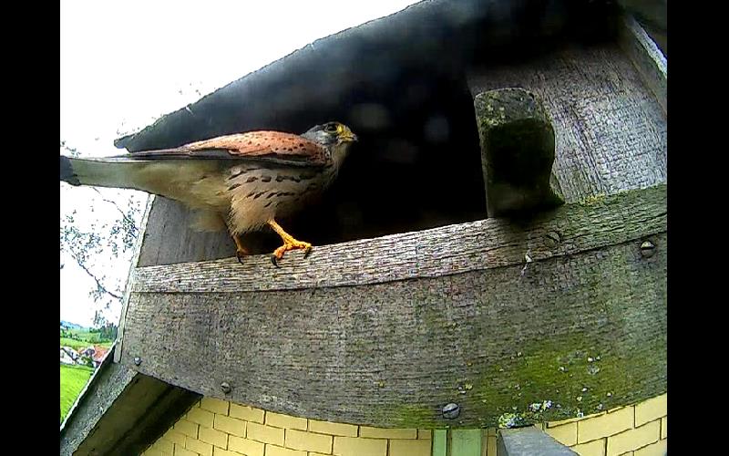 Alle sind geschl�pft