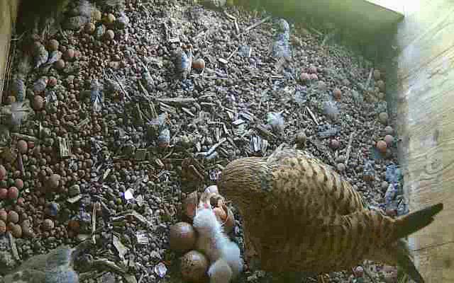 Drei Junge sind geschl�pft