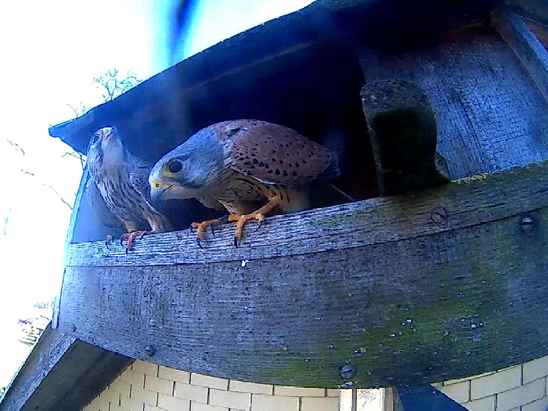 Das Treiben im Kasten