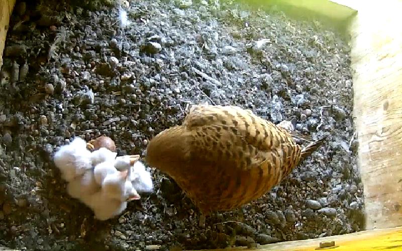 Das V�nfte Junge ist da.