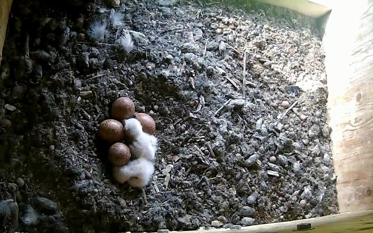 Zwei sind geschl�pft