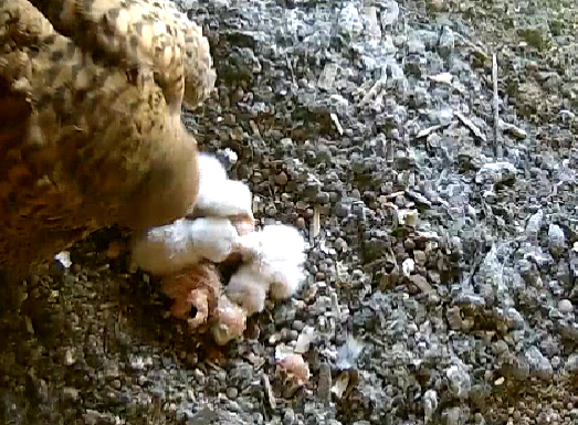 Alle sind geschl�pft