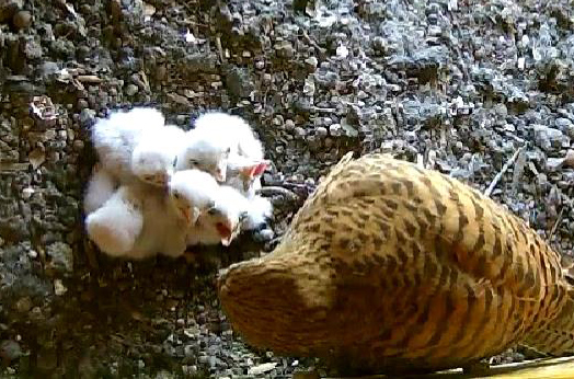 Auch das Sechste ist gekommen.