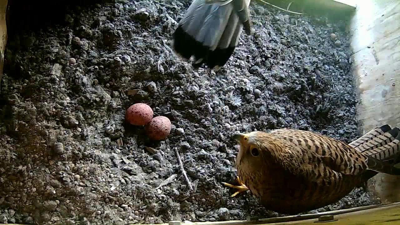 Ein zweiter Ei isr am 11.6.2021 gelegt worden.