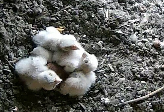 Das Vierte ist auch da