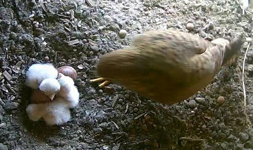 Das dritte ist geschl�pft