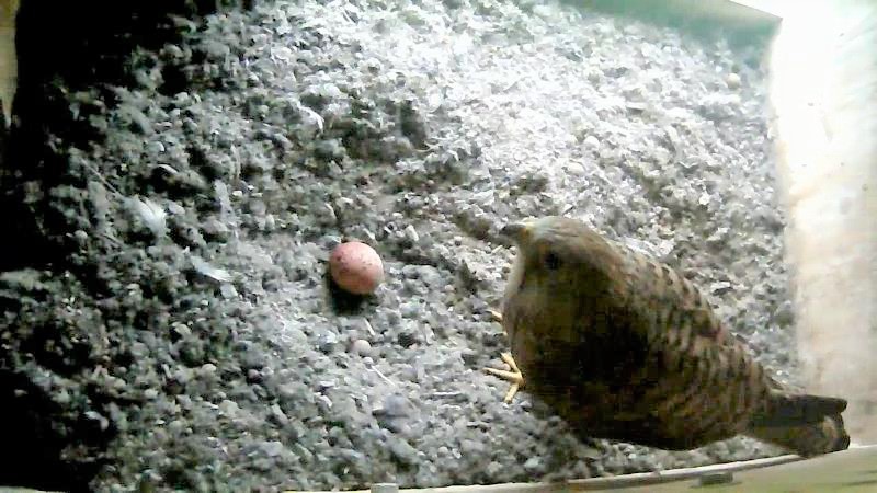 Im Kasten ist ein erstes Ei, die zweite Brut