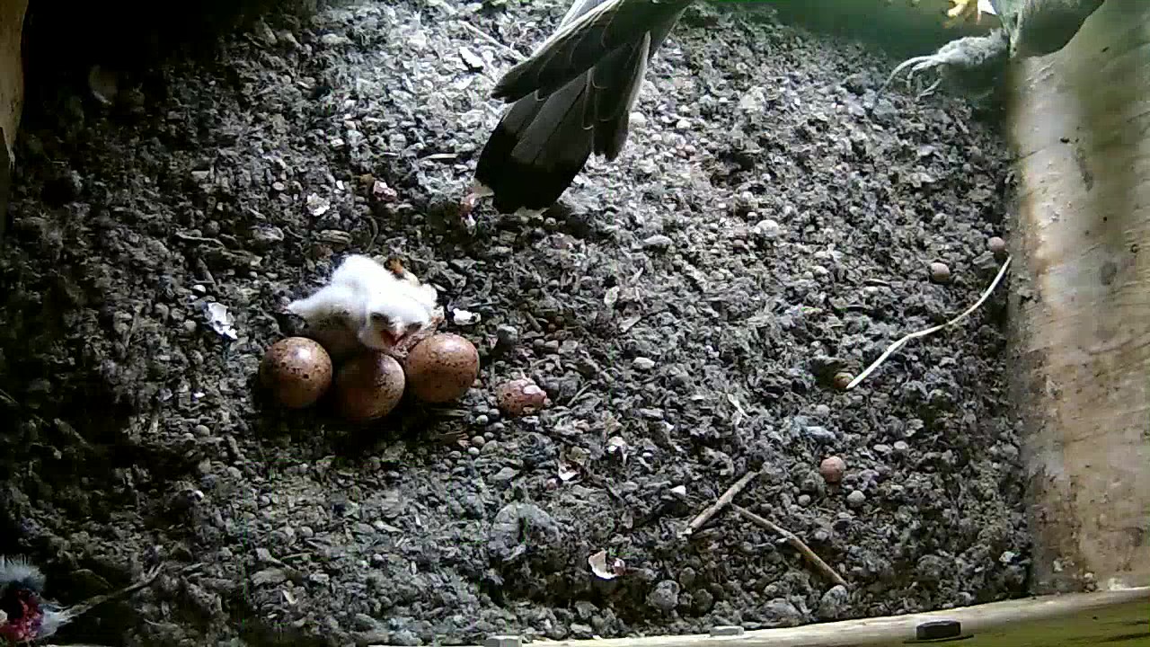 Da schl�pft ein K�cken