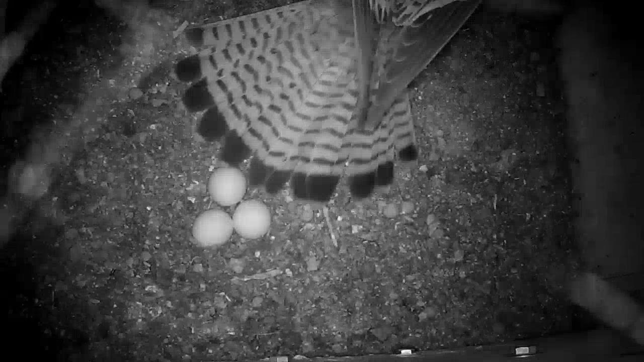 Nachts liegt das drittr Ei im Kasten