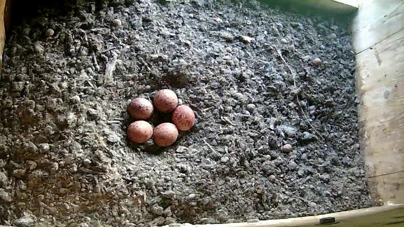 Das 5. Ei ist gelegt worden.