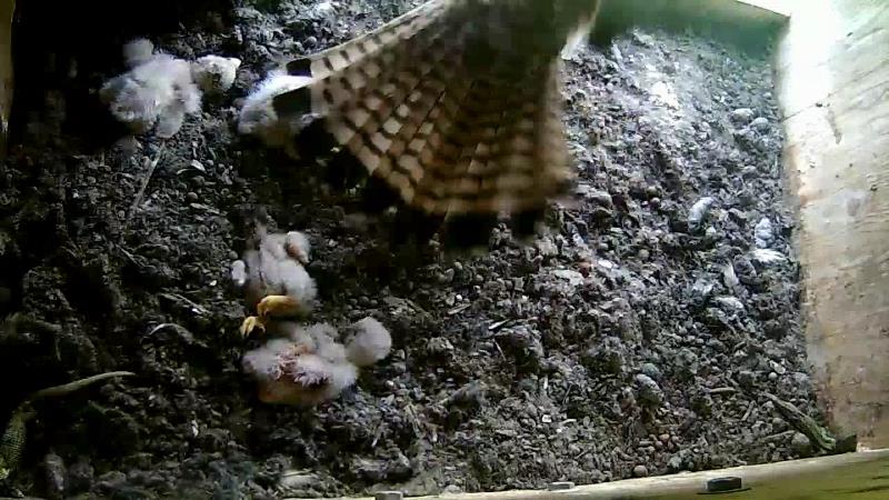 Alle Jungfalken sind tot.