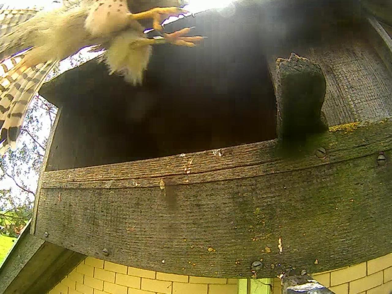 Video vom erstflug der Jungen.