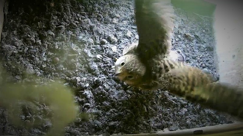 Flug�bungen im Kasten