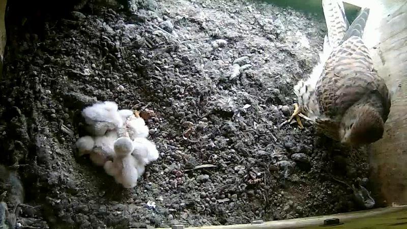 Alle f�nf sind geschl�pft.