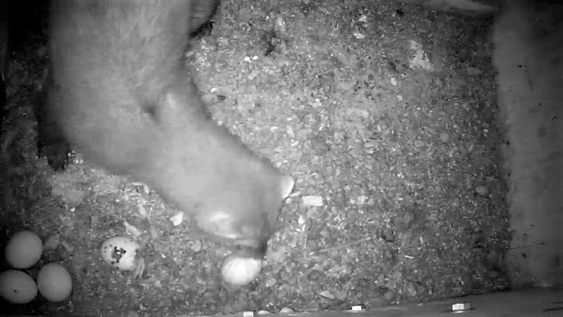 Ein Marder ist im Kasten nachts