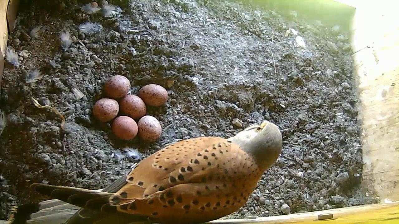 Das sechste Ei ist gelegt.