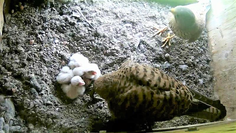 Vier Junge sind geschl�pft.